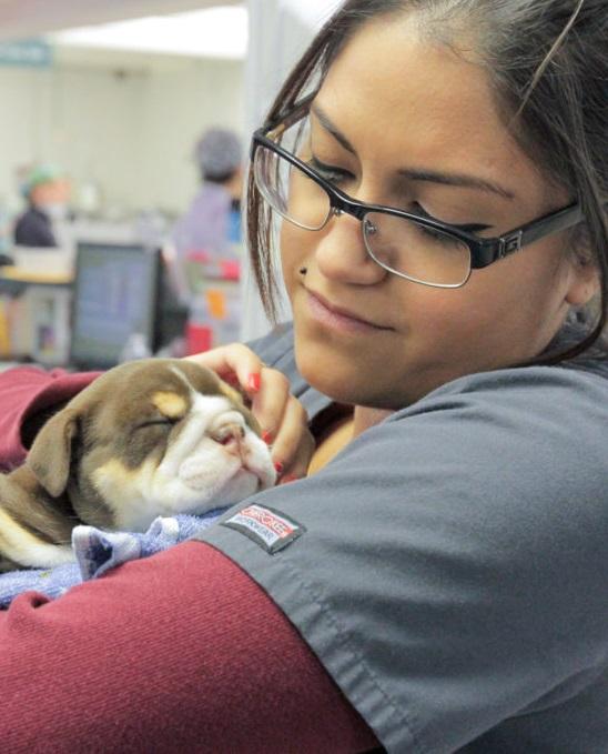 Animal ER Live Film — Sinopsis, Ulasan, Pemain & Tanggal Rilis